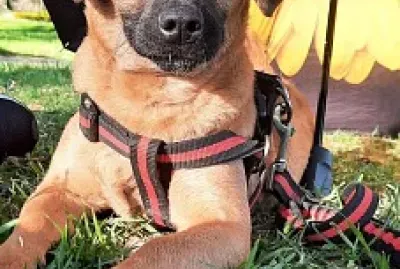 Mascota