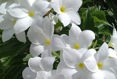 Flores