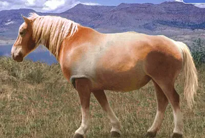 Rhino Horse