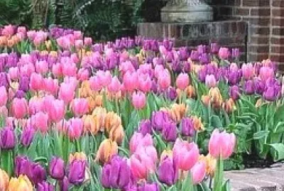 flores jigsaw puzzle