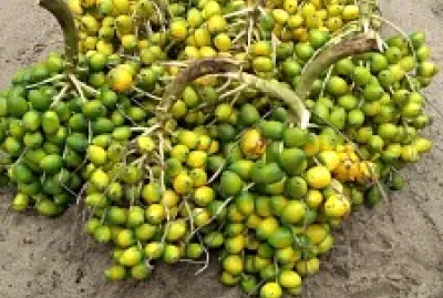 pupunha