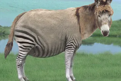 Donkey Ela Zebra
