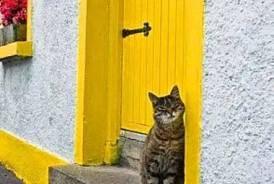 gato