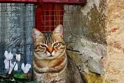 gato