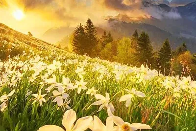 flores