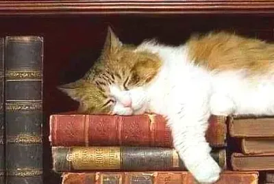 gato jigsaw puzzle
