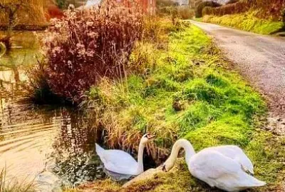 animales