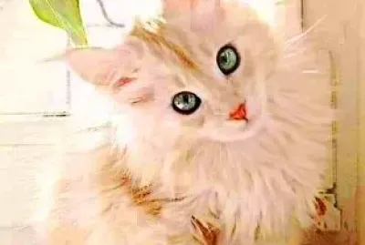 gato