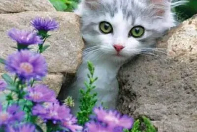 gato