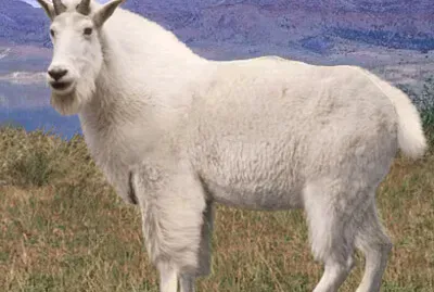 Mountain Goat Horse