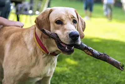 פאזל של Perro 3