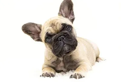 Perro 5