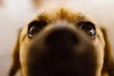 Perro 6