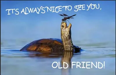 old friends