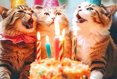 פאזל של gato