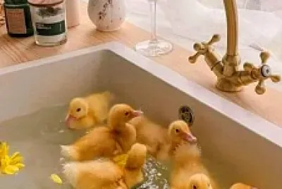 animales