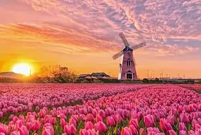 flores jigsaw puzzle