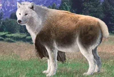 Bison Mountain Wolf