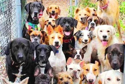perro jigsaw puzzle