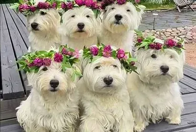 perro jigsaw puzzle