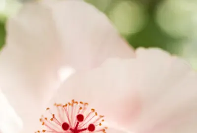 Flor jigsaw puzzle