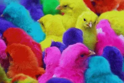 Pollitos jigsaw puzzle