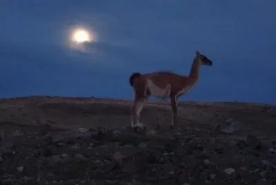 guanaco jigsaw puzzle