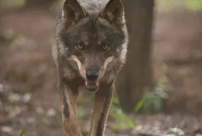 Lobo