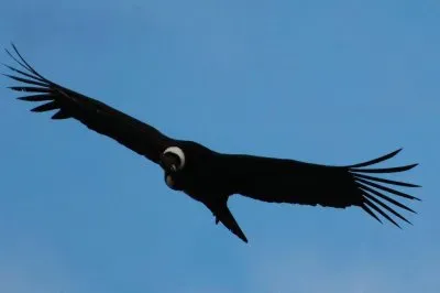 פאזל של Condor