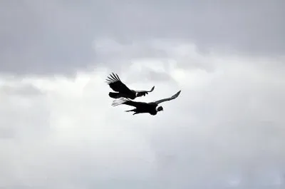 פאזל של Vuelo de CÃ³ndores
