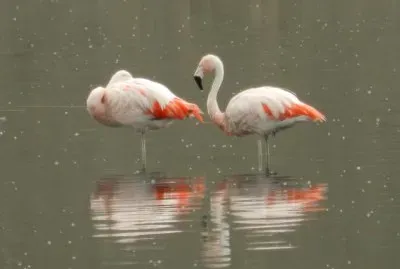 Flamencos jigsaw puzzle