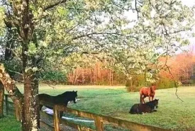 animales