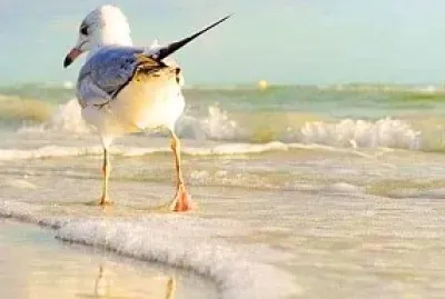 animales