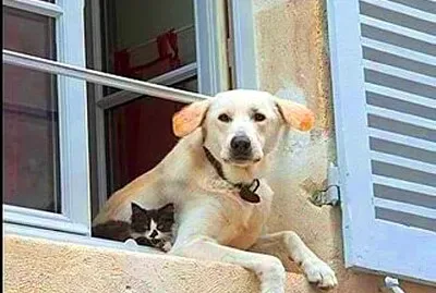 animales