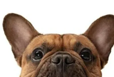 Cachorro feliz