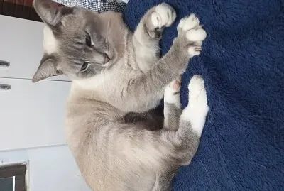 gata