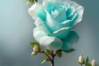rosa