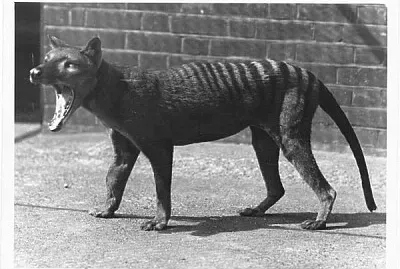 Extinct tasmanian