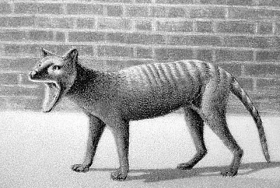 Extinct tasmanian 2