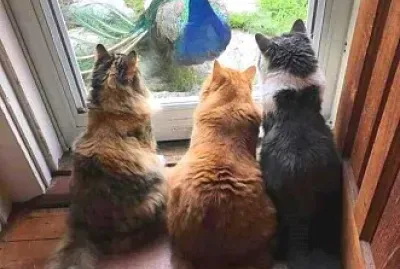 animales