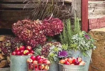 alimentos