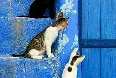 gato