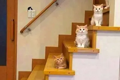 gato jigsaw puzzle