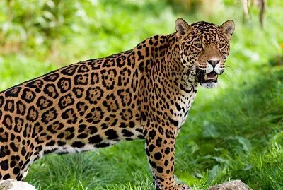 8º ANO jigsaw puzzle