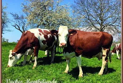 Vaches Montbéliardes