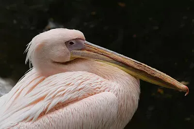 Toy