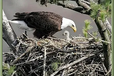 Aigle dans son nid