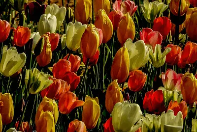 tulipanomania jigsaw puzzle