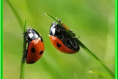 Coccinelle
