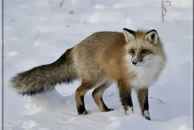 Renard